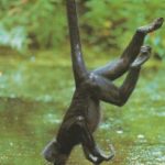 Wallpaper of Monkey