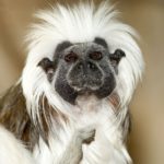 Wallpapers of Monkey
