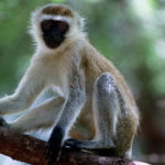 Monkey on Tree Pictures