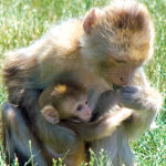 Monkeys Picture