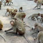 Images of Monkeys
