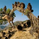 Photos of Monkeys