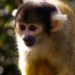 Pictures of Monkeys