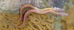 Olm Olm Picture