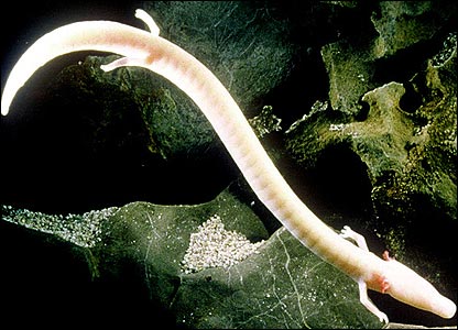 Olm-Pictures.jpg