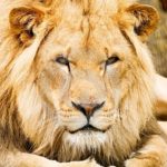 Lion Photo