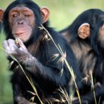 Monkey Photo