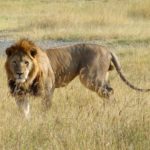 Lion Photos
