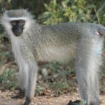 Monkey Photos