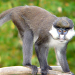 Monkey Picture