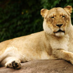 Pictures of Lion