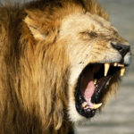 Lion Pictures