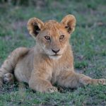 Lion Cub Pictures