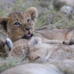 Lions Cubs Picture
