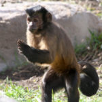 Monkey Pictures