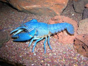 Procambarus Alleni Picture