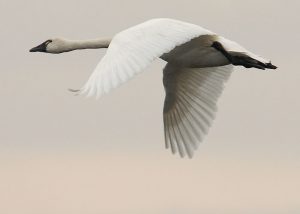 Tundra Swan Flying Image