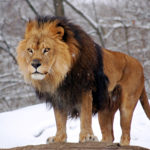 Lion Wallpapers