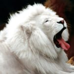 White Lion Picture