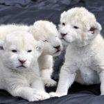 White Lion Cub Picture