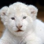 Pictures of White Lion Cub