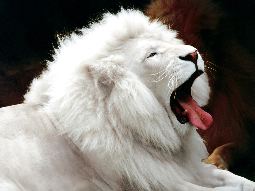 White Lion Animal