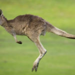 Baby Kangaroo Jump Picture