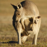 Baby Kangaroo with Mother Photo