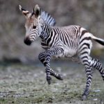 Baby Zebra Picture