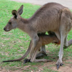 Baby and Mother kangaroo Picture