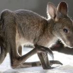 Baby kangaroo Picture