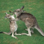 Images of Baby kangaroo