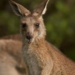 Photo of Baby kangaroo