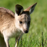 Pictures of Baby kangaroo