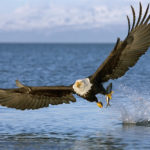 Bald Eagle Picture