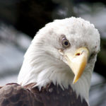 Bald Eagle Angry Looks Picture