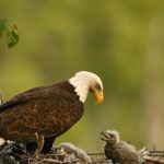 Bald Eagle Babies Photo