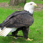 Bald Eagle Back Wings Picture