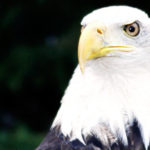 Bald Eagle Beak Photo
