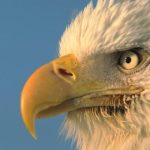 Bald Eagle Beak Picture
