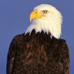 Bald Eagle Body Image