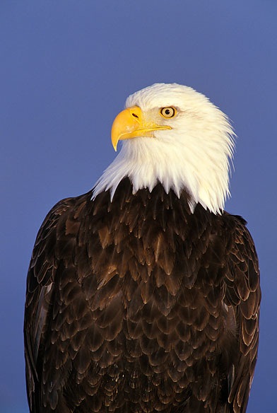 Bald Eagle Pictures – Animal Spot