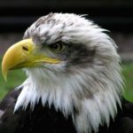 Bald Eagle Closeup Look Photo