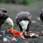 Bald Eagle Eating Fish Picture
