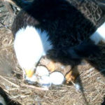 Bald Eagle Eggs Picture