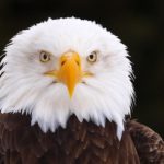 Bald Eagle Eyes Image
