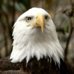 Bald Eagle Face Photo