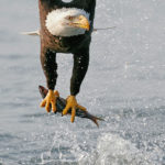 Bald Eagle Fishing Photo