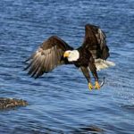 Images of Bald Eagle Fishing