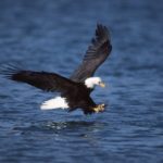 Pictures of Bald Eagle Fishing